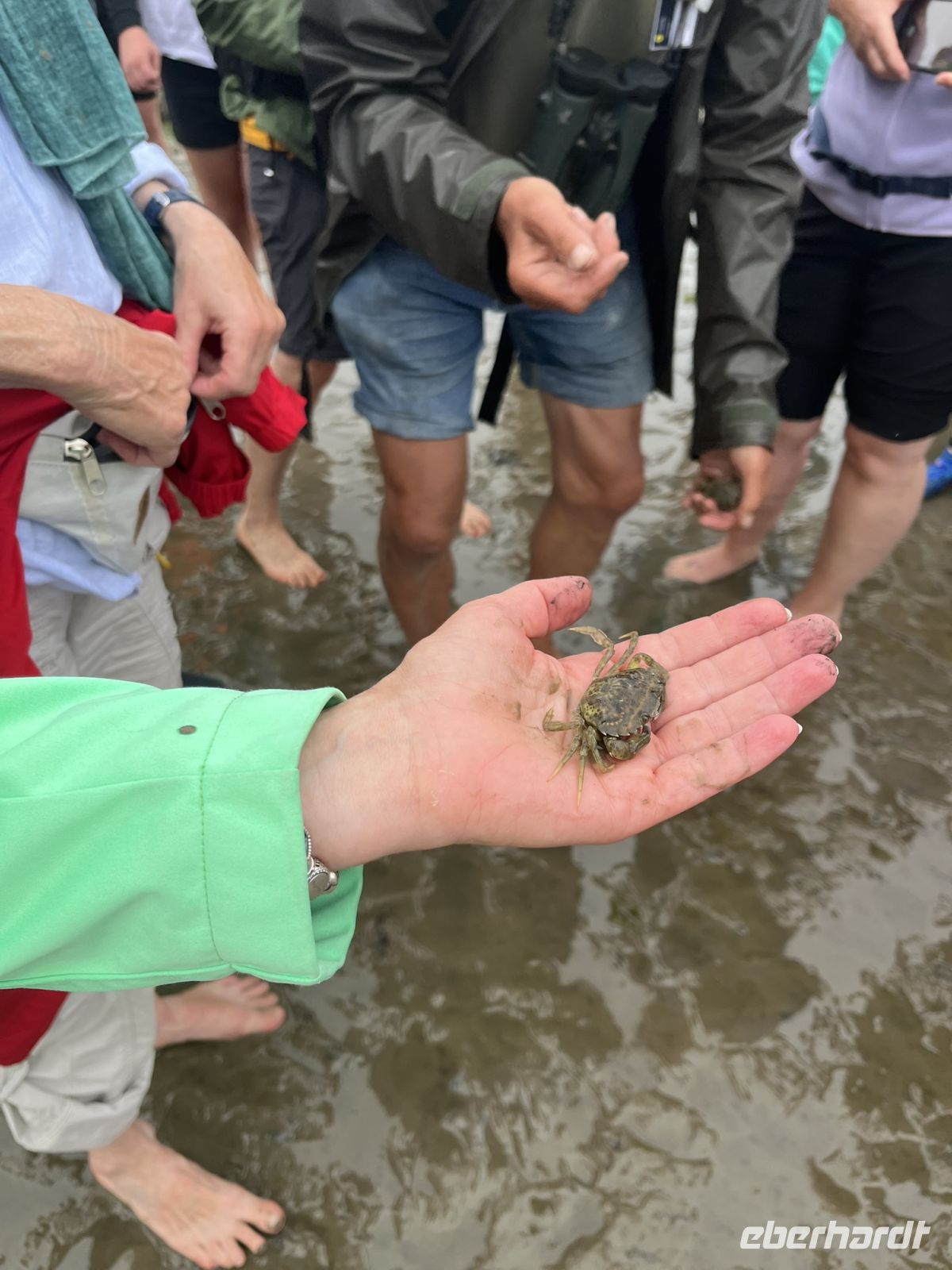 eine Strandkrabbe im Watt