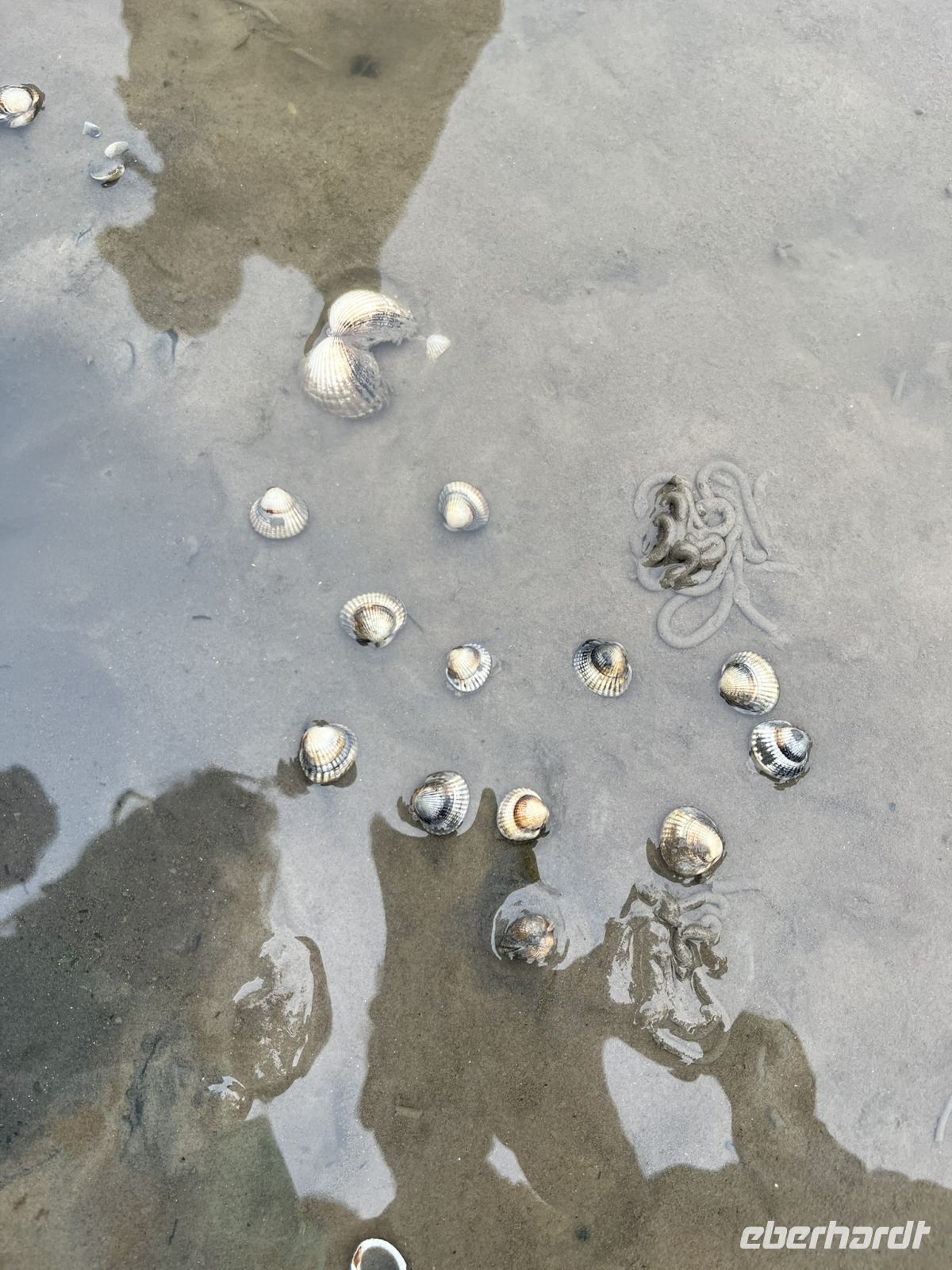 Muscheln, die sich eingraben