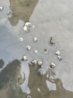 Muscheln, die sich eingraben