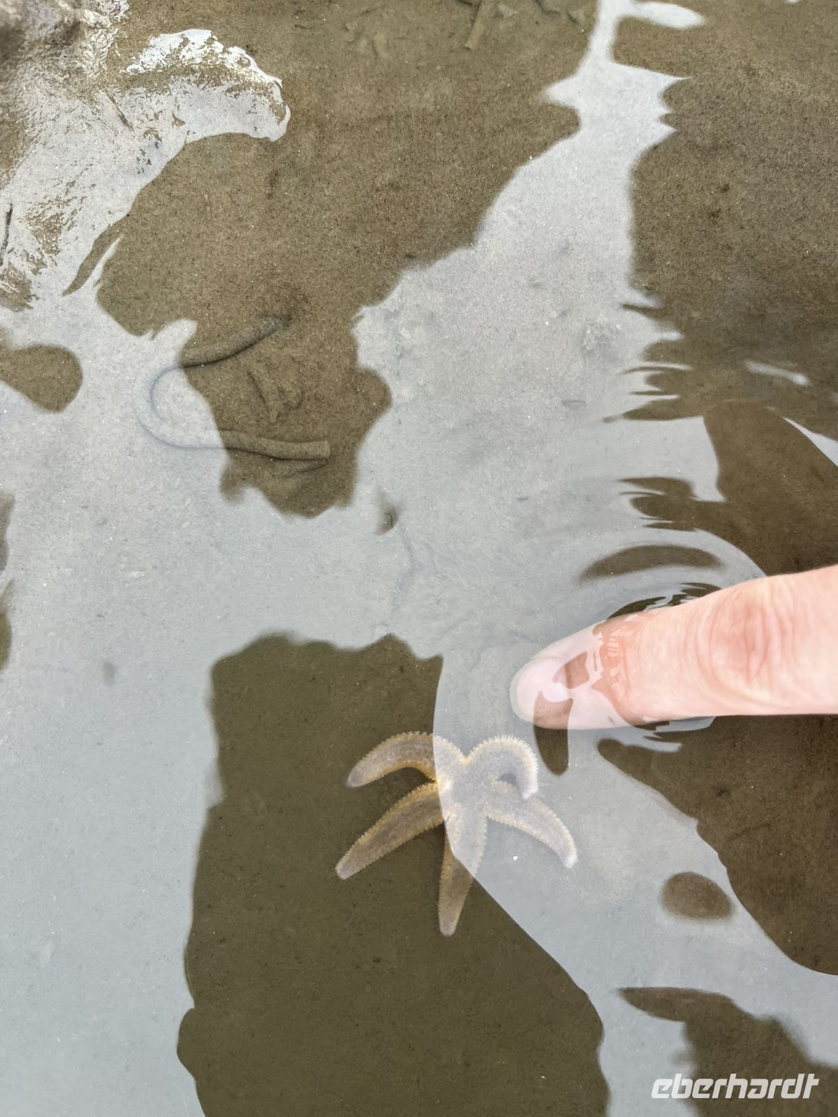 ein kleiner Seestern