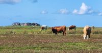 Glückliche Kühe auf der Hallig