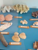 Spiekeroog - Muschelmuseum