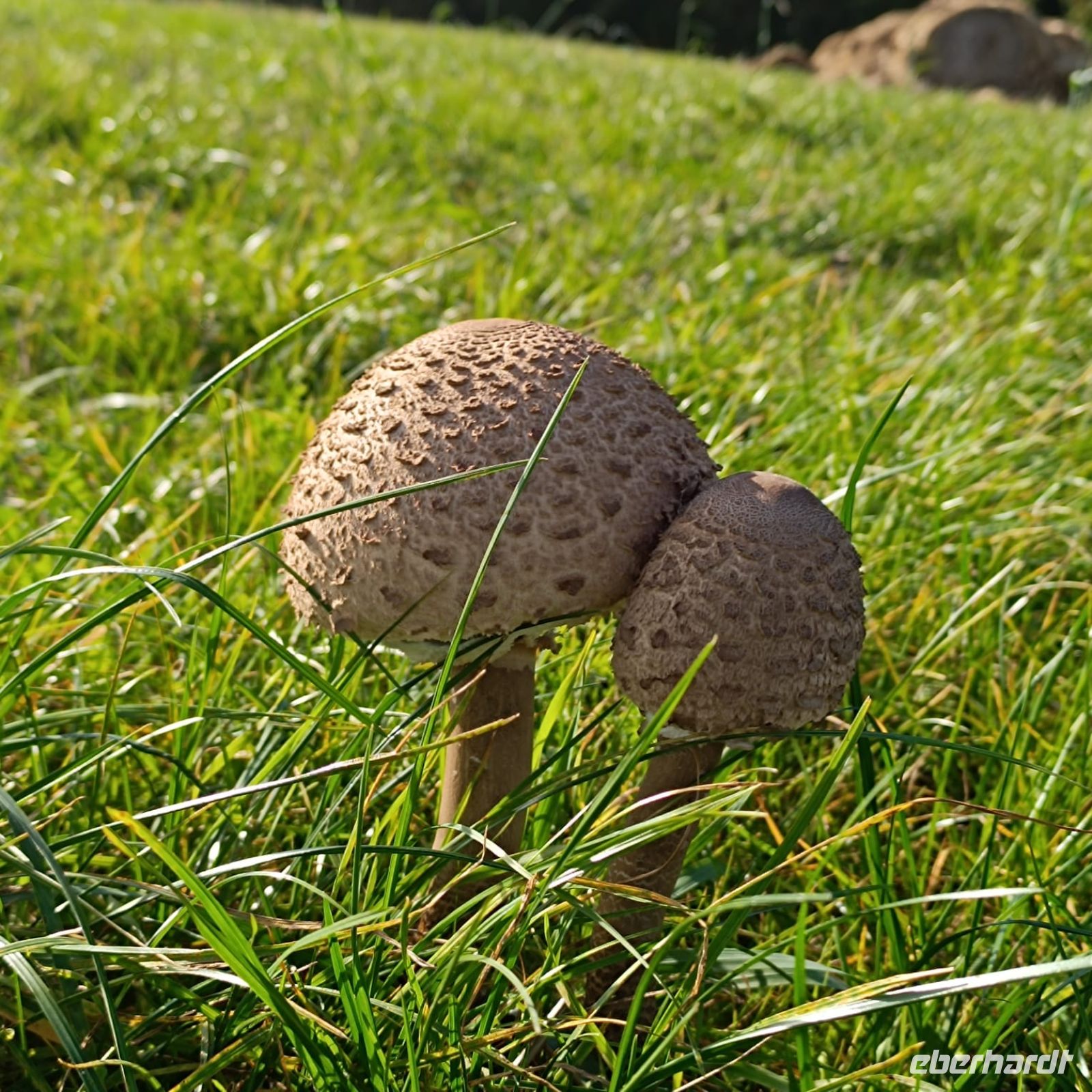 Gemeiner Riesenschirmling