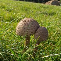 Gemeiner Riesenschirmling