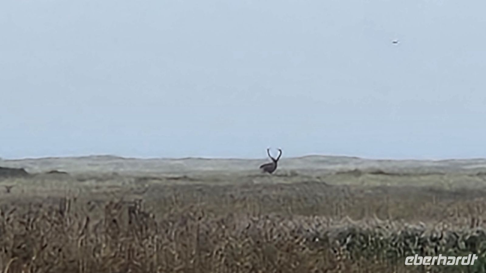 Naturschutzgebiet am Darßer Ort - Hirsch in der Ferne