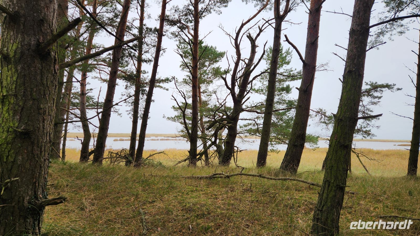 Naturschutzgebiet am Darßer Ort
