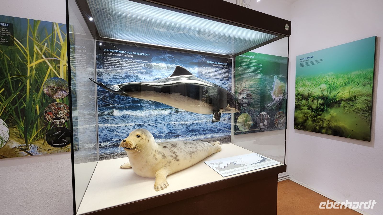 Natureum Darßer Ort