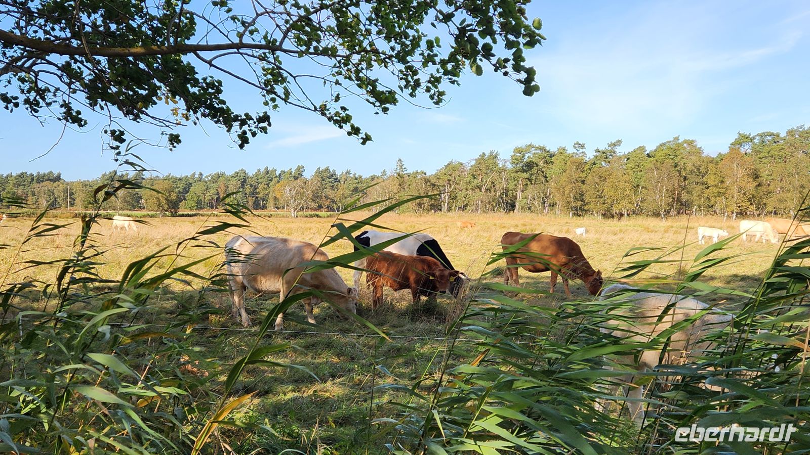 Wanderung von Wieck nach Born
