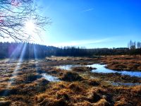 Hochmoorlandschaft am Hohen Venn