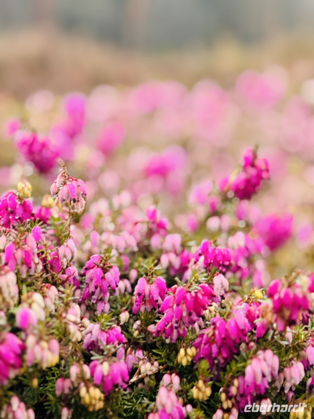 4. Tag - blühende Heide „Winterfreude“, Heidegarten Schneverdingen