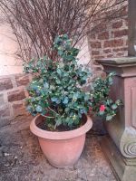 Die von Ellen entdeckte rote Blüte am 25. Dezember 2025