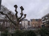 Platanen vor der Freiherr-vom-Stein-Schule