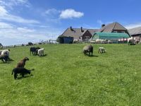 Backenswarft Hallig Hooge &ndash; &copy; Thomas Hahn (Eberhardt TRAVEL)
