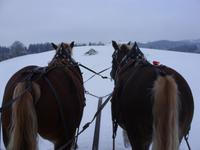 Tag 5 - Pferdeschlittenfahrt (6)