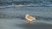 2_Strandspaziergang Binz_004