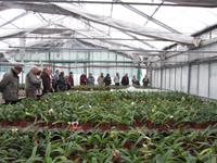 Im Orchideenzentrum Celle