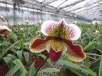 Im Orchideenzentrum Celle