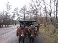 Kutschfahrt durch die LÜneburger Heide