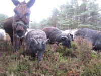 Heideschnucken und Esel