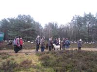 Inmitten der Heideschnucken