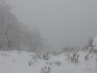 Nebeliger Blick ins Bodetal