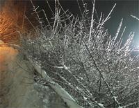 Eisige Sträucher vor der Kirche in Altenbrak