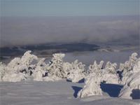Fabelwesen oder verscheite Fichten am Brocken?
