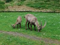 Alpenwildpark auf dem Pfänder