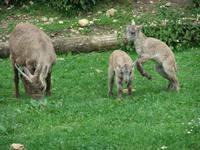 Alpenwildpark auf dem Pfänder