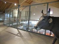 In der Schaukäserei auf der Schwägalp