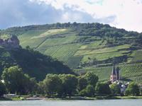 Rebhänge am Rhein