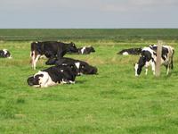 Nordseeküstenradweg