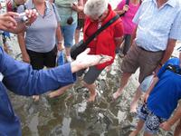 Wattwanderung - Nordseeküstenradweg