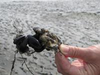 Wattwanderung - Nordseeküstenradweg