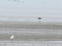 Wattwanderung - Nordseeküstenradweg