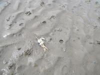 Wattwanderung - Nordseeküstenradweg