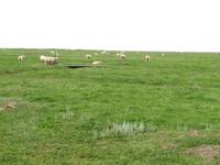 auf der Hallig Nordstrandischmoor