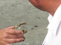 auf der Hallig Nordstrandischmoor