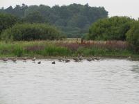 Kanutour rund um Bretz