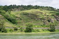 Schöne Rebhänge am Rhein