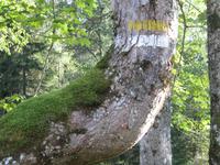 Ortsrundgang in Balderschwang