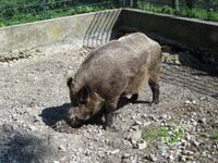 Wildpark auf dem Pfänder