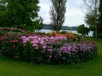 Bodensee-Dahlien
