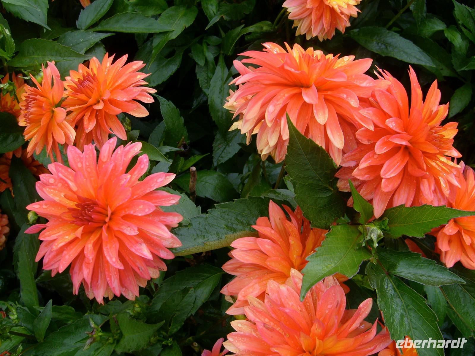 Mexikanische Schönheit - Dahlie