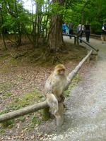 auf dem Affenberg in Salem