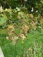 Ganz nah an der Kerner-Traube &ndash; &copy; René Wächtler (Eberhardt TRAVEL)