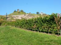 ... in den Radebeuler Weinbergen... &ndash; &copy; René Wächtler (Eberhardt TRAVEL)