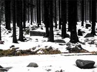 Verschneiter Brockenwald