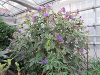 Führung im Palmenaus Bad Pyrrmont