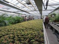 Führung im Palmenaus Bad Pyrrmont